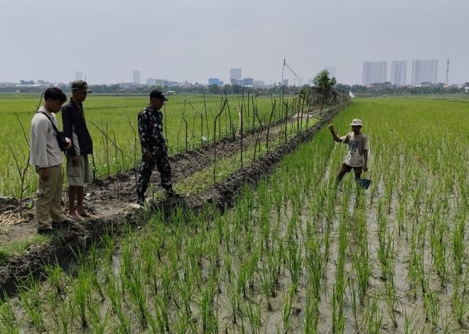 Dukung Ketahanan Pangan, Babinsa Kenjeran Bersama PPL Cek Pertumbuhan Padi