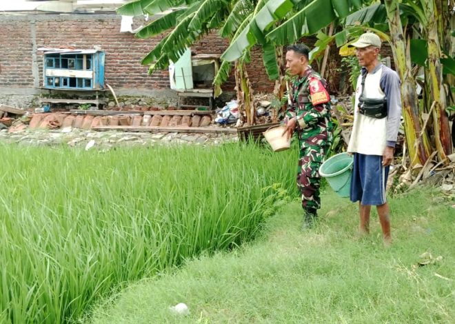 Babinsa Koramil 0830-12 Bantu Poktan Lakukan  Pemupukan