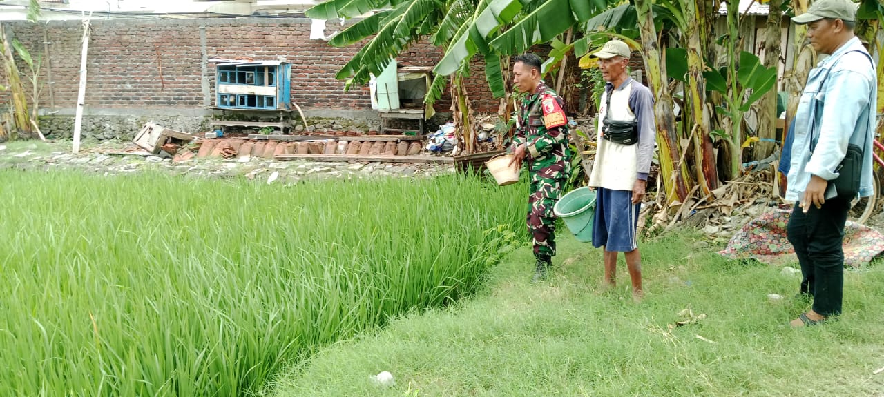 Babinsa Koramil 0830-12 Bantu Poktan Lakukan  Pemupukan