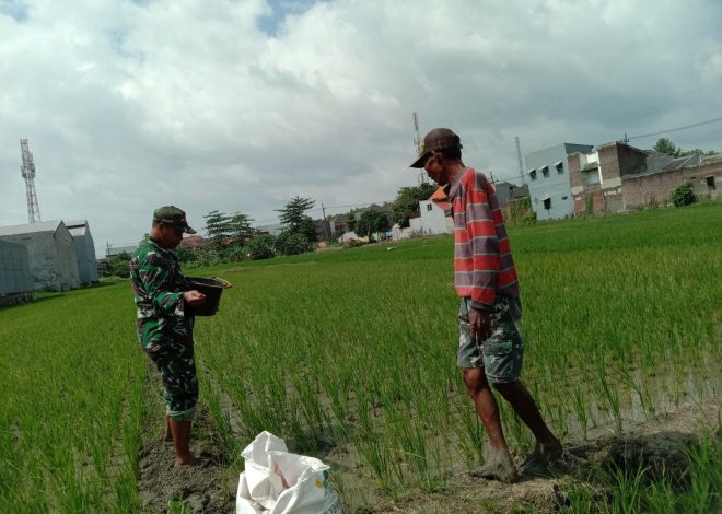 Totalitas Babinsa Bangkingan, Sukseskan  Swasembada Pangan