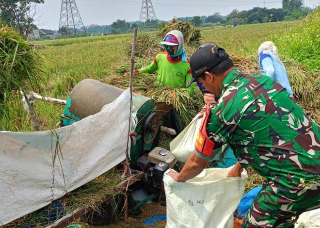 Wujud Nyata Dukungan TNI Terhadap ketahanan Pangan Babinsa Koramil 0830/21 Ikut Panen Padi