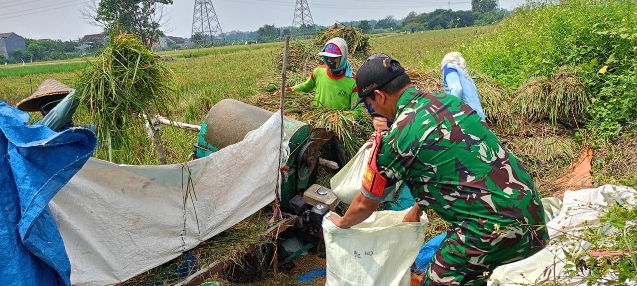 Wujud Nyata Dukungan TNI Terhadap ketahanan Pangan Babinsa Koramil 0830/21 Ikut Panen Padi