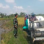 Babinsa Sukolilo Baru Bantu Poktan Sumber Rezeki Panen Padi dan Dorong Petani Jual Gabah Ke Bulog,