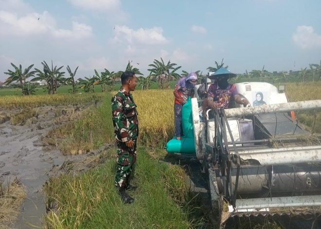 Babinsa Sukolilo Baru Bantu Poktan Sumber Rezeki Panen Padi dan Dorong Petani Jual Gabah Ke Bulog,