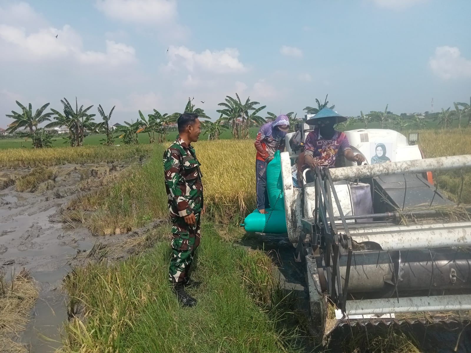 Babinsa Sukolilo Baru Bantu Poktan Sumber Rezeki Panen Padi dan Dorong Petani Jual Gabah Ke Bulog,