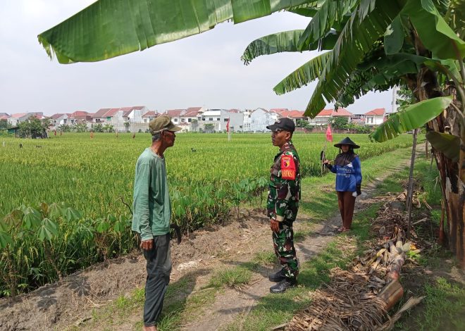 Dukung Program Ketahanan Pangan, Babinsa Kenjeran Sosialisasi Serapan Gabah