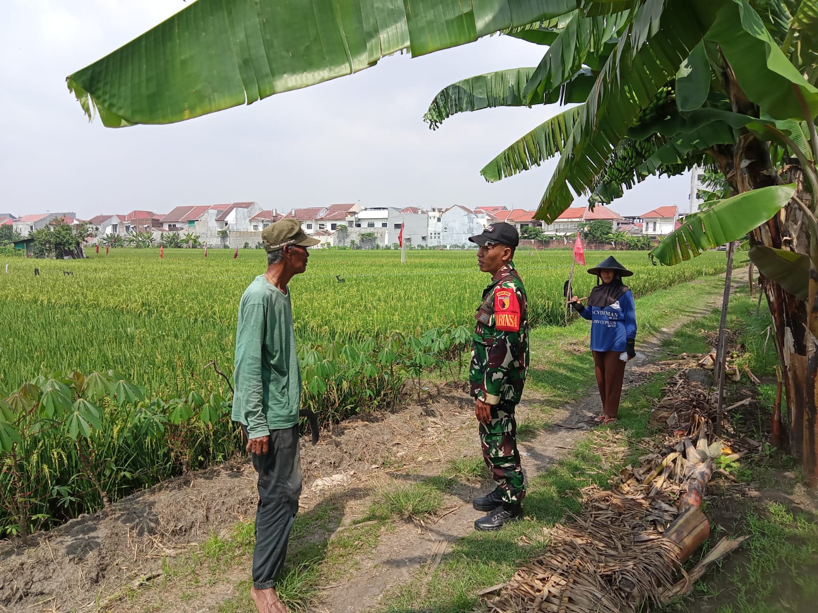 Dukung Program Ketahanan Pangan, Babinsa Kenjeran Sosialisasi Serapan Gabah