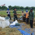 Teriknya Matahari Tak Surutkan Semangat Babinsa Koramil Lakarsantri untuk Meningkatkan Serapan Gabah Bulog