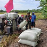 Babinsa Dampingi Penanaman Padi di Kedung Cowek, Surabaya