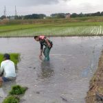 Babinsa Turun Sawah, Sertu Kristoforus Dampingi Petani Tanam Padi