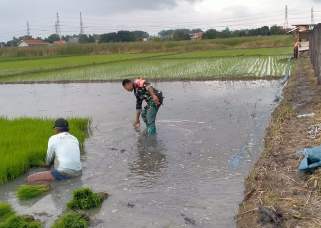 Babinsa Turun Sawah, Sertu Kristoforus Dampingi Petani Tanam Padi
