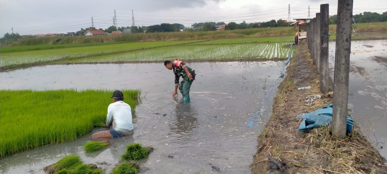 Babinsa Turun Sawah, Sertu Kristoforus Dampingi Petani Tanam Padi