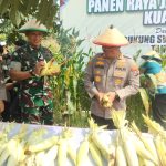 Dandim Surabaya Hadiri Panen Jagung Serentak, Dukung Ketahanan Pangan Nasional