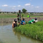 Lestarikan Pertanian Kota, Babinsa Keputih Tanam Padi Bareng Petani