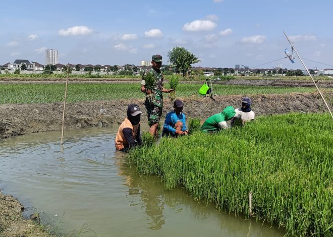 Lestarikan Pertanian Kota, Babinsa Keputih Tanam Padi Bareng Petani