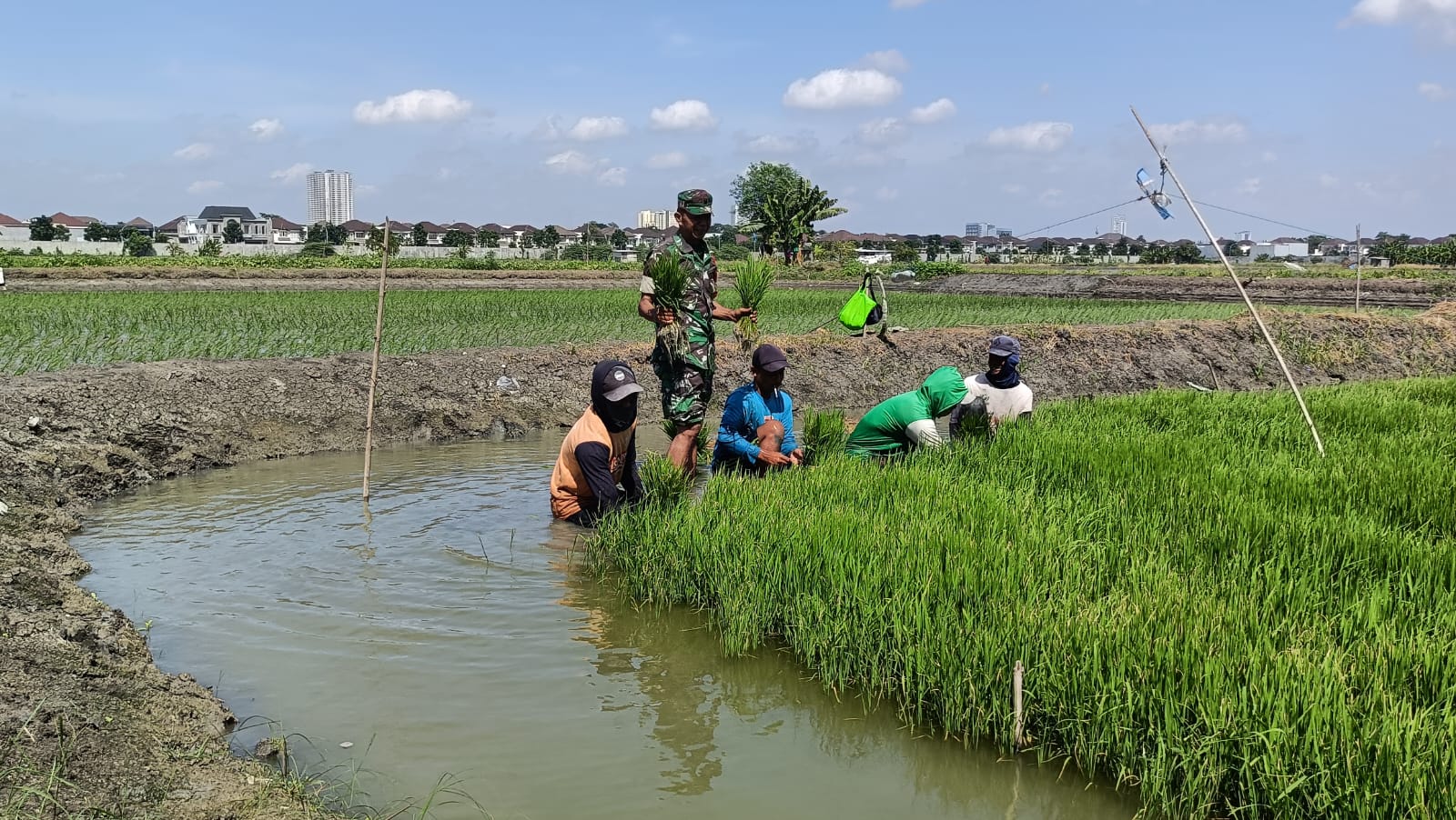 Lestarikan Pertanian Kota, Babinsa Keputih Tanam Padi Bareng Petani