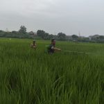 Sukseskan Ketahanan Pangan, Babinsa Kedurus Dampingi Poktan  Lakukan  Penyemprotan Hama