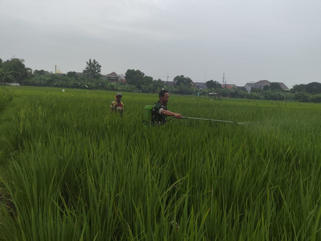Sukseskan Ketahanan Pangan, Babinsa Kedurus Dampingi Poktan Lakukan Penyemprotan Hama