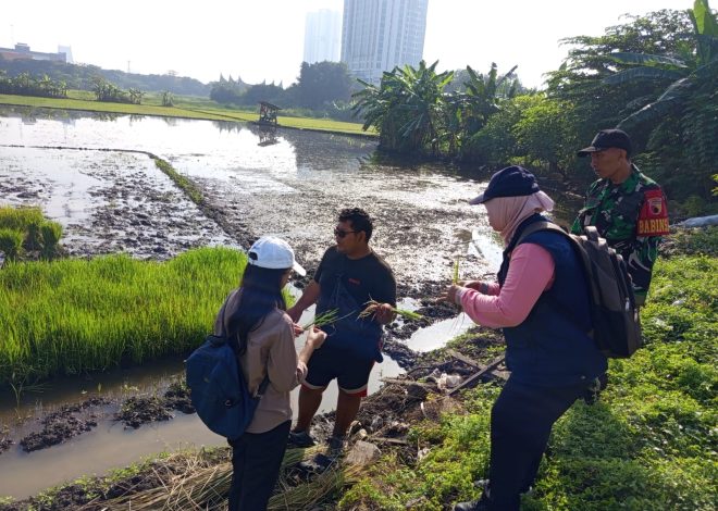 Bersama PPL, Babinsa Gayungan Bantu Petani Berantas Hama Sundep